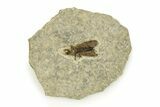 Detailed Fossil March Fly (Plecia) w/ Legs - Wyoming #245641-1